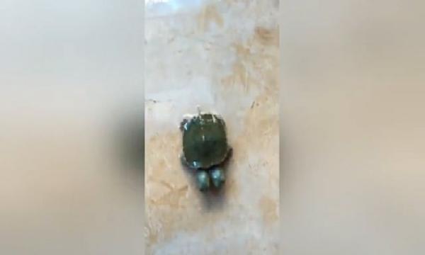 Rùa hai đầu di chuyển linh hoạt ở Thái Lan