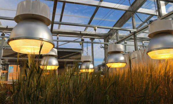 Hệ thống đèn giúp cây trồng sinh trưởng nhanh và cho năng suất cao. Ảnh: New Atlas.